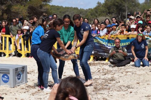 Alliberament Shelly i Coves